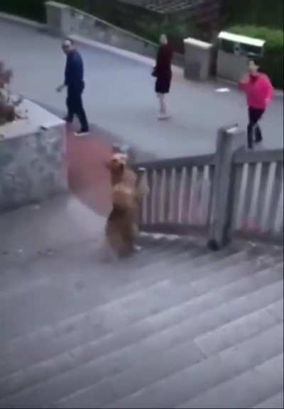 Dog climbing up stairs using only 2 legs.