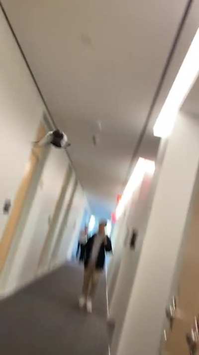 Pigeon terrorizes the 6th floor