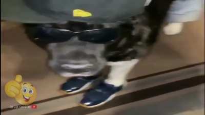perro facha