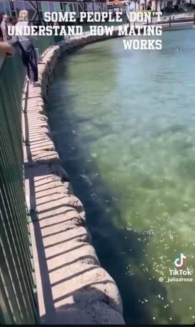 This lady doesn’t want the males ducks to all take turns mating with a female duck
