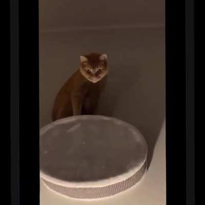 Catman