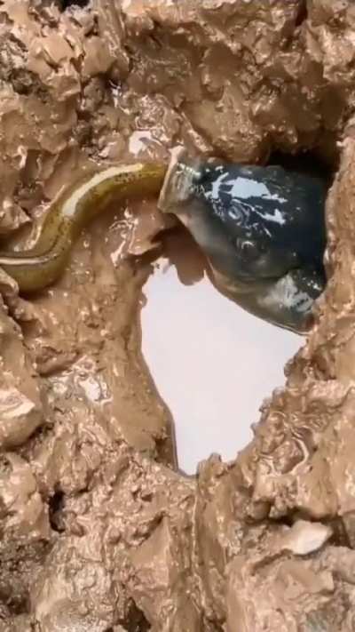 peixe genio