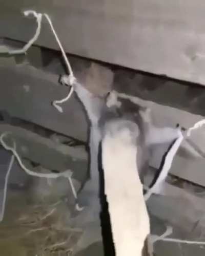 Police brutality