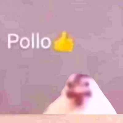 pollo👍