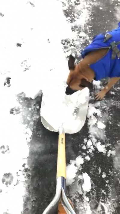 Harry&rsquo;s first time in the snow