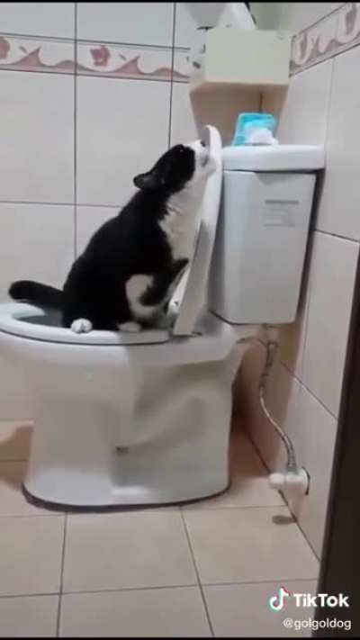 Stevie Wonder&rsquo;s cat