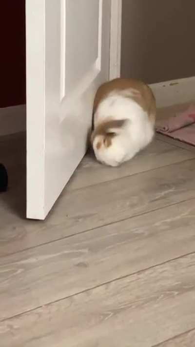 FLOP