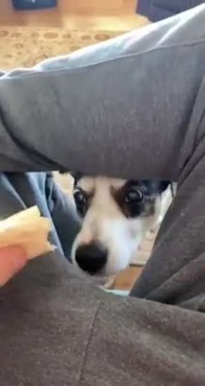 Dog went for the sausage instead 
