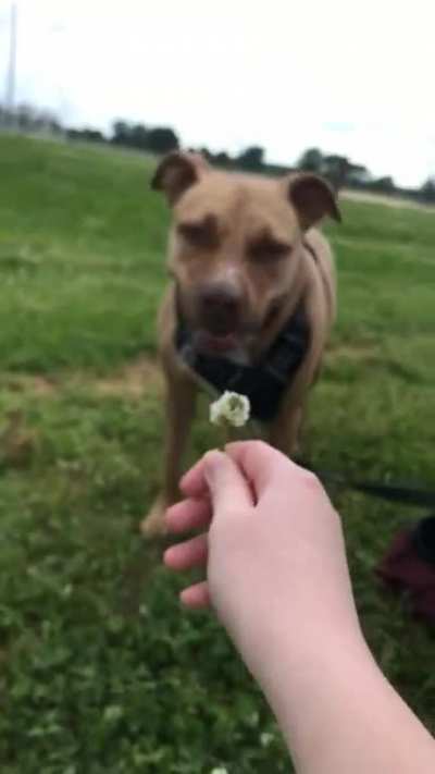 flower chomp