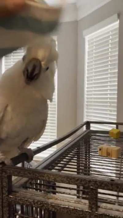 Peekaboo! Rescue cockatoo