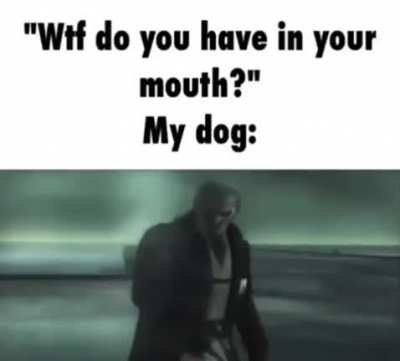 Moldy dog