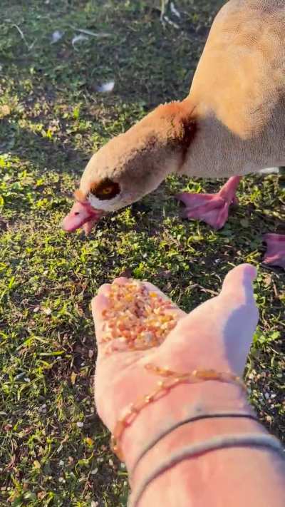 the geese crave flesh&hellip;.