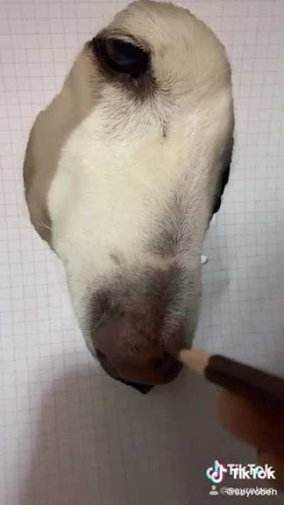 Amazing life like drawing of a good doggo