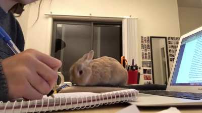 Time lapse of a typical night of &lsquo;study&rsquo; with Nigel