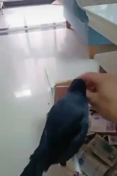 Onde consigo comprar um desse? Quero tentar pagar minhas d&iacute;vidas/loss. "Devo n&atilde;o nego, pago se puder."
