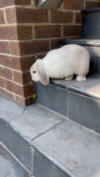 A small step for B&euml;n, a big step for all bunnykind