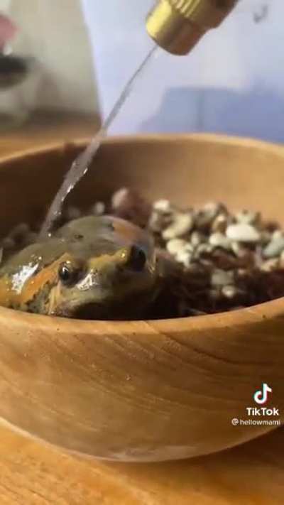 Sapinho lavando o p&eacute; cellFofo