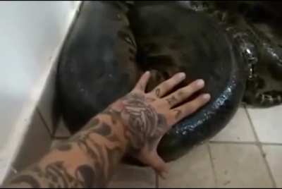 Petting the snake