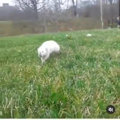 Found this old video (2015) of one of my OGs, Ponyo. The spunkiest most fearless rat I ever had. Loved playing in the grass and would follow if I started walking away. &amp;lt;3