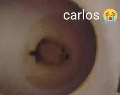 carlos..😭😭😭😭😭😭😭😭💅