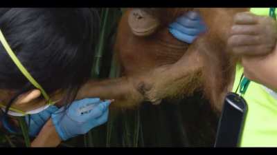 Everyone&rsquo;s first jab