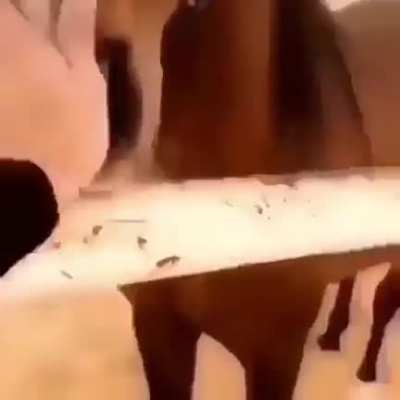 Malding horse.