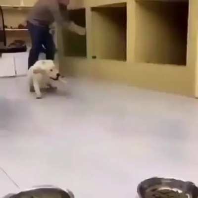 hungry hungry doggo