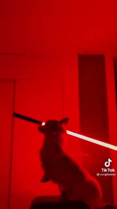 Corgi finds a light saber