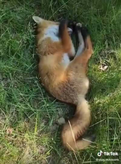 Sleepy fox