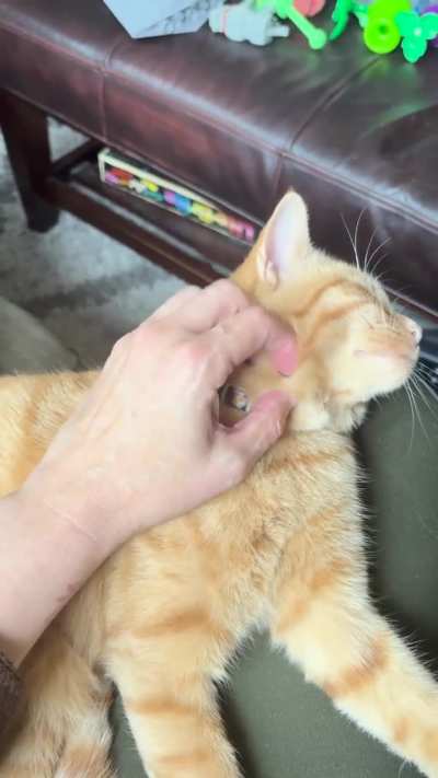 Lap dibs for pets