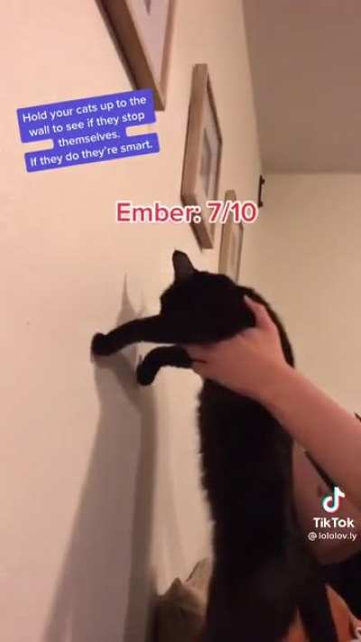 cats