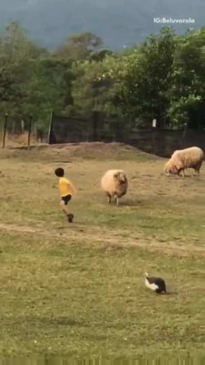Let's harass an animal...