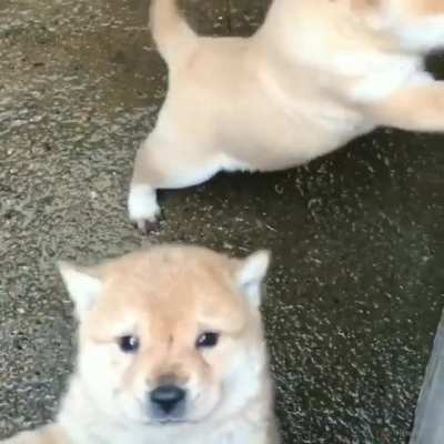 Tails wag