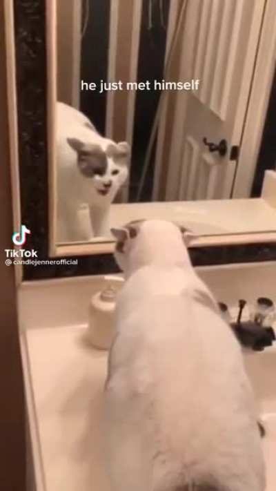 Cat discovers it's reflection