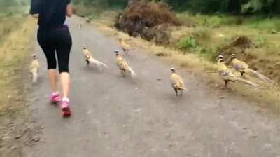 what are you running from, apex predator? Are you in danger?