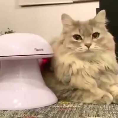 Этот кот очень рад своей новой игрушке
