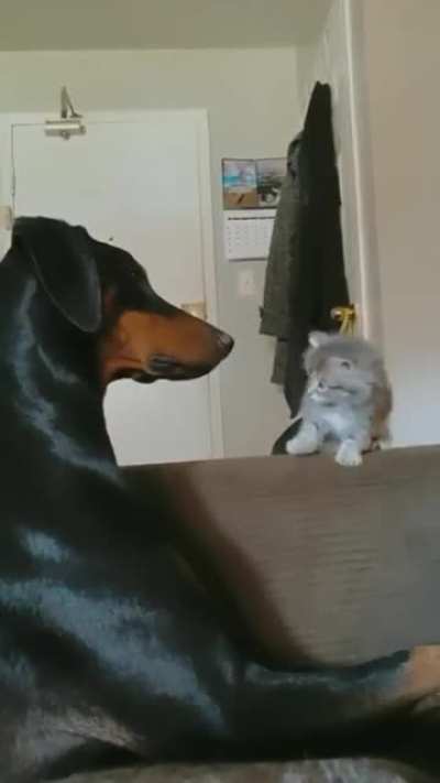 to get the dog to play