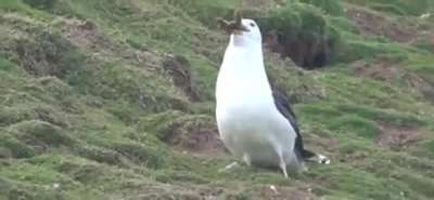 Seagull Swallows Rabbit
