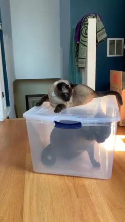 Sadly she wasn&rsquo;t heavy enough to keep her brother trapped forever