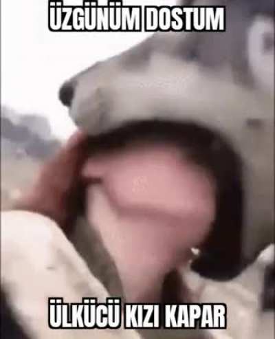 Bir g&uuml;n T&uuml;rkler delirecektir işte o zaman hrr hav hav auuu 🐺🐺