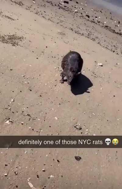 yor rat: Damned NYC