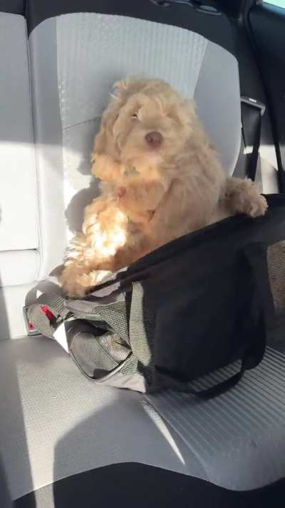 Pupper doin a trick