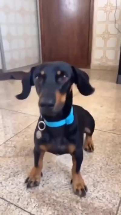 Dogs dancing