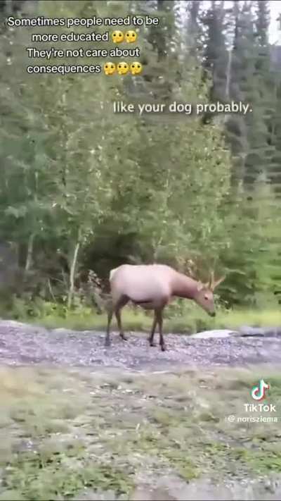 Idiots ignoring advice to leash their dogs around wildlife.