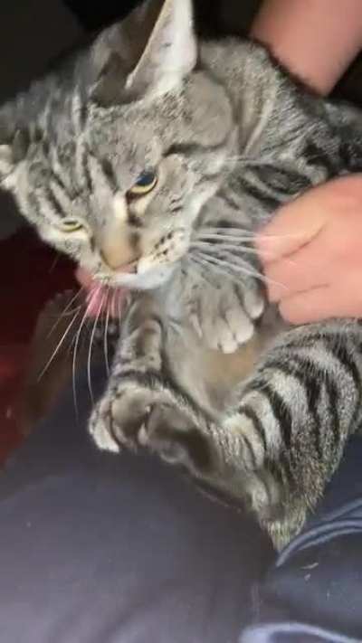 My friends cat has killed me