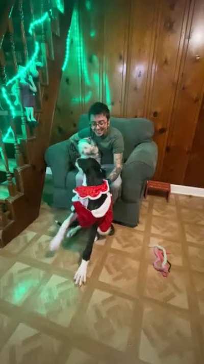 Trying to get a photo for the in-laws with a Great Dane be like: