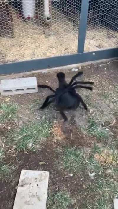 A giant, clucking spider