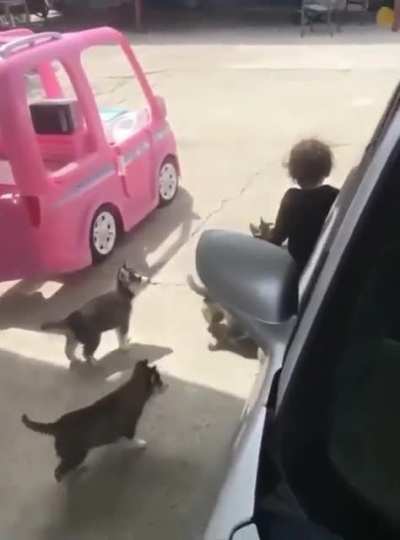 dogS kILL a kiD in bROad DaYLight