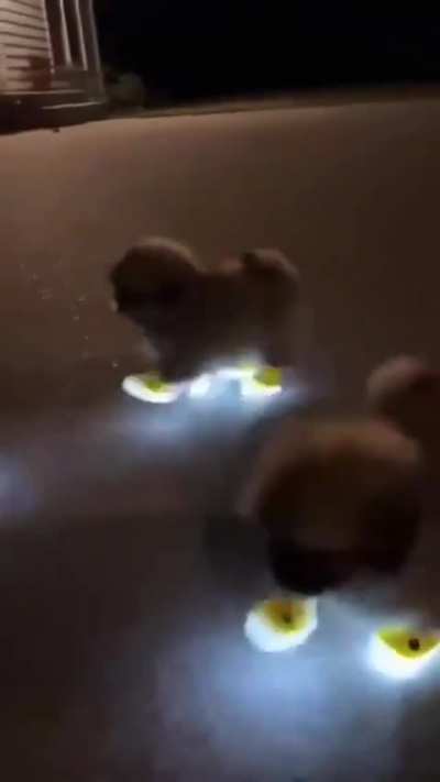 Here's some puppies with light up slippers to brighten your day