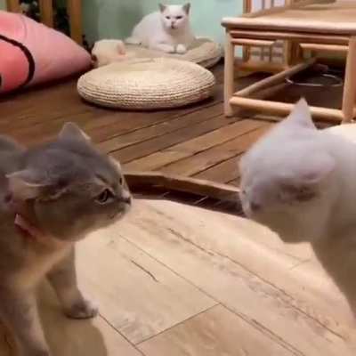Talk about cat things :)